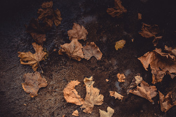 Fallen autumn leaves on the ground