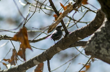Female Cowbird (1)