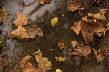 Fallen autumn leaves on the ground