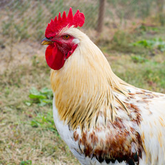 portrait of white cock