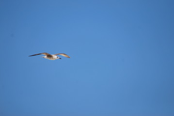 Seagull in flight