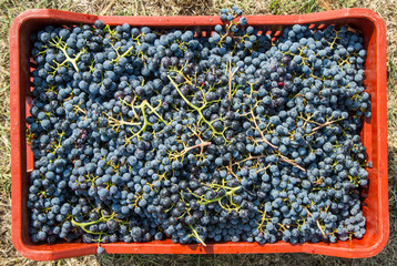 cassetta di uva nera appena raccolta