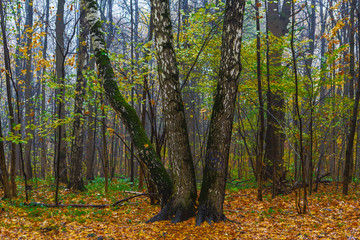 Three birches in the wood