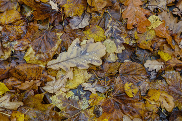 Autumn pattern from the fallen-down  leaves