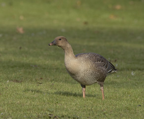 Pink-footed Goose 