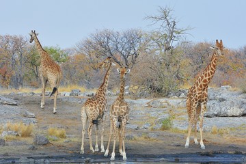 Giraffen (giraffa camelopardalis) am Wasserloch (Etosha)