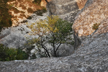 Tree growing from the rock in canyon