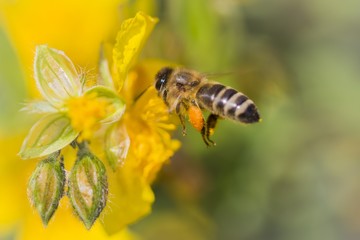 Honey bee flying to nature flower bloom and collecting nectar. Detailed summer nature picture of the insect in the morning at a pretty green and yellow flower. Lots of details and copyspace