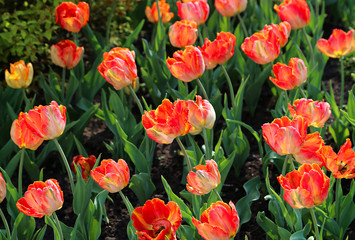 Beautiful tulips