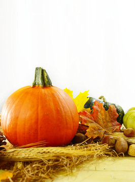 Pretty fall still life of a small pumpkin, gourds, nuts, wheat and autumn leaves in front of soft white draped fabric. Bright light is streaming in from behind. Good for Halloween or Thanksgiving