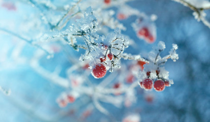 Red berries of viburnum with hoarfrost on the branches . closeup