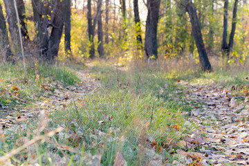 Path in the autumn forest blurred. The path is strewn with dry leaves