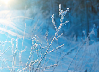 Winter landscape.Winter beauty scene