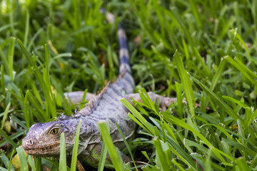 Iguana in the Grass 