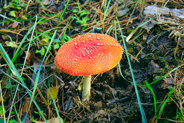 red fly agaric in the forest