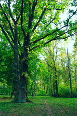 Beautiful park with many green trees