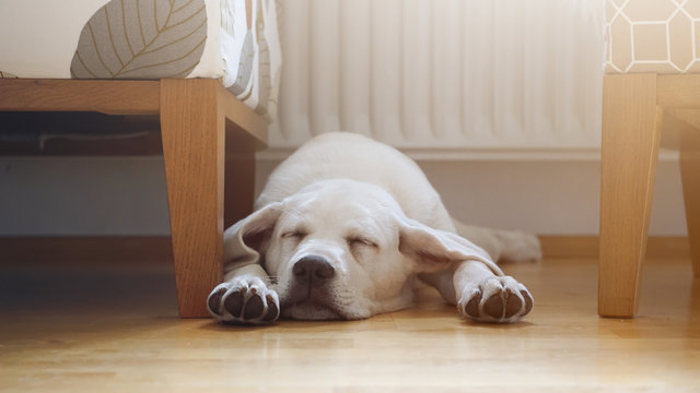 kleiner s&uuml;&szlig;er labrador retriever welpe liegt im Wohnzimmer auf dem Fu&szlig;boden und schl&auml;ft