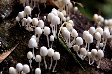 Mini Mushrooms