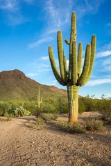  Arizona Desert Landscapes © jon manjeot