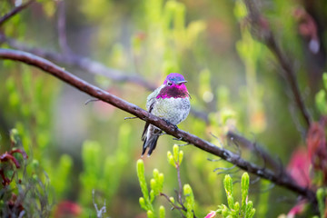 Anna's Hummingbird (Calypte anna) perched on a branch in a colorful garden. Santa Cruz, California, USA.