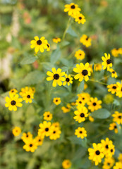 beautiful yellow flower in nature