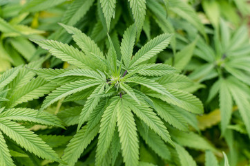 Cannabis plants