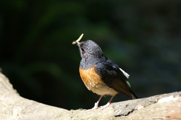 white rumped shama (Copsychus malabaricus) with worm on a log