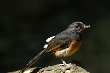 white rumped shama, (Copsychus malabaricus), profile on log  with worm