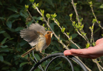 robin red breast (Erithacus rubecula) taking a worm from hand