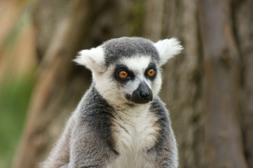 portrait of Madagascan ring tailed lemur