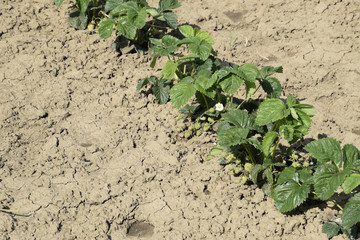 The bed of strawberries in the garden. Strawberry blossoms and bears fruit