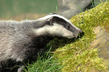 young badger  meles meles) foraging © Kaboodle