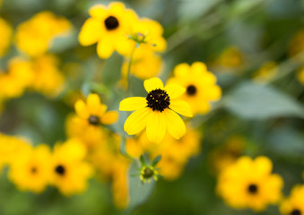 beautiful yellow flower in nature