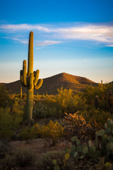 Paysages du désert de l& 39 Arizona