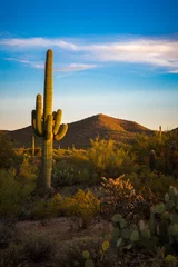 Foto auf Leinwand Wüstenlandschaften von Arizona © jon manjeot