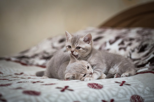 kittens playing at home on the bed