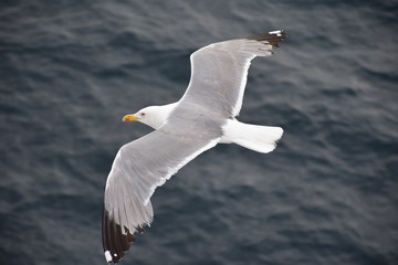 Seagull soaring over the blue ocean surface
