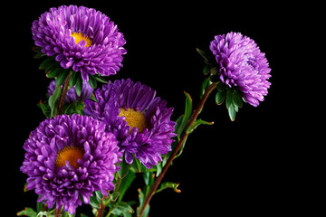 Purple chrysanthemum on dark background