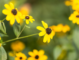 beautiful yellow flower in nature