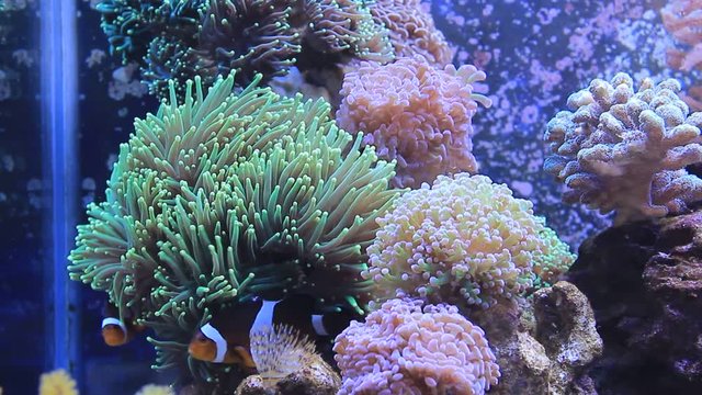 Real nemo in Coral Reef Aquarium Tank (Amphiprion Ocellaris)