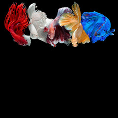 Betta fish