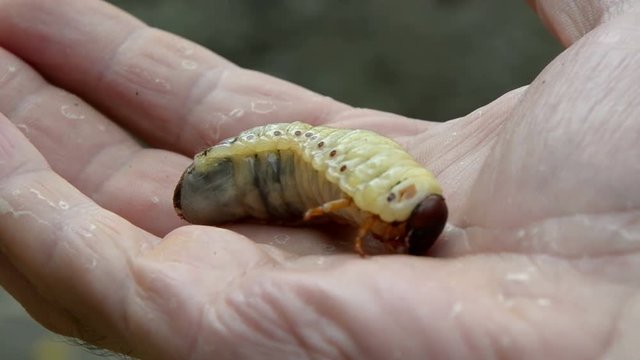 Most disgusting insect larva crawling on a human palm