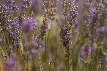 lavender close up with bee