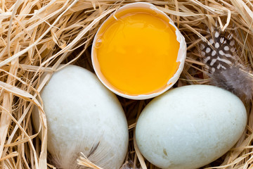Duck eggs nest, spring Easter symbol.