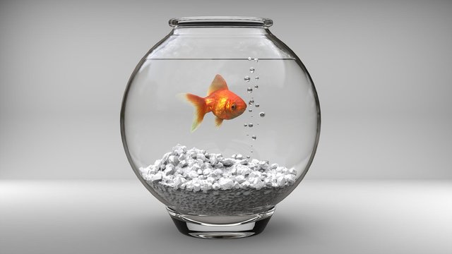Gold Fish In A Small Fish Bowl