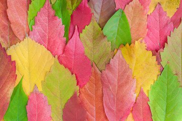 Colorful fallen autumn leaves.