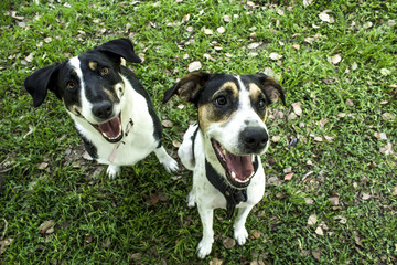 dos perros mestizos blanco y negro en la plaza