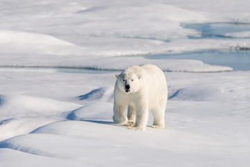 Obraz na płótnie Canvas Polar Bear
