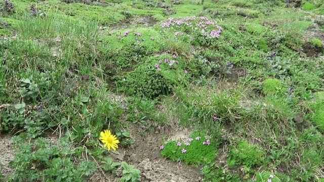 Alpine flowers like moss campion (Silene acaulis) and herbal arnica flower. Located at Grossglockner mountain area.