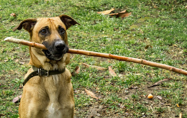 perro color marrón en plaza juega sosteniendo una rama